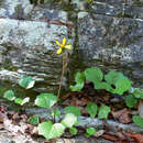 Image de Farfugium japonicum var. luchuense (Masam.) Kitam.