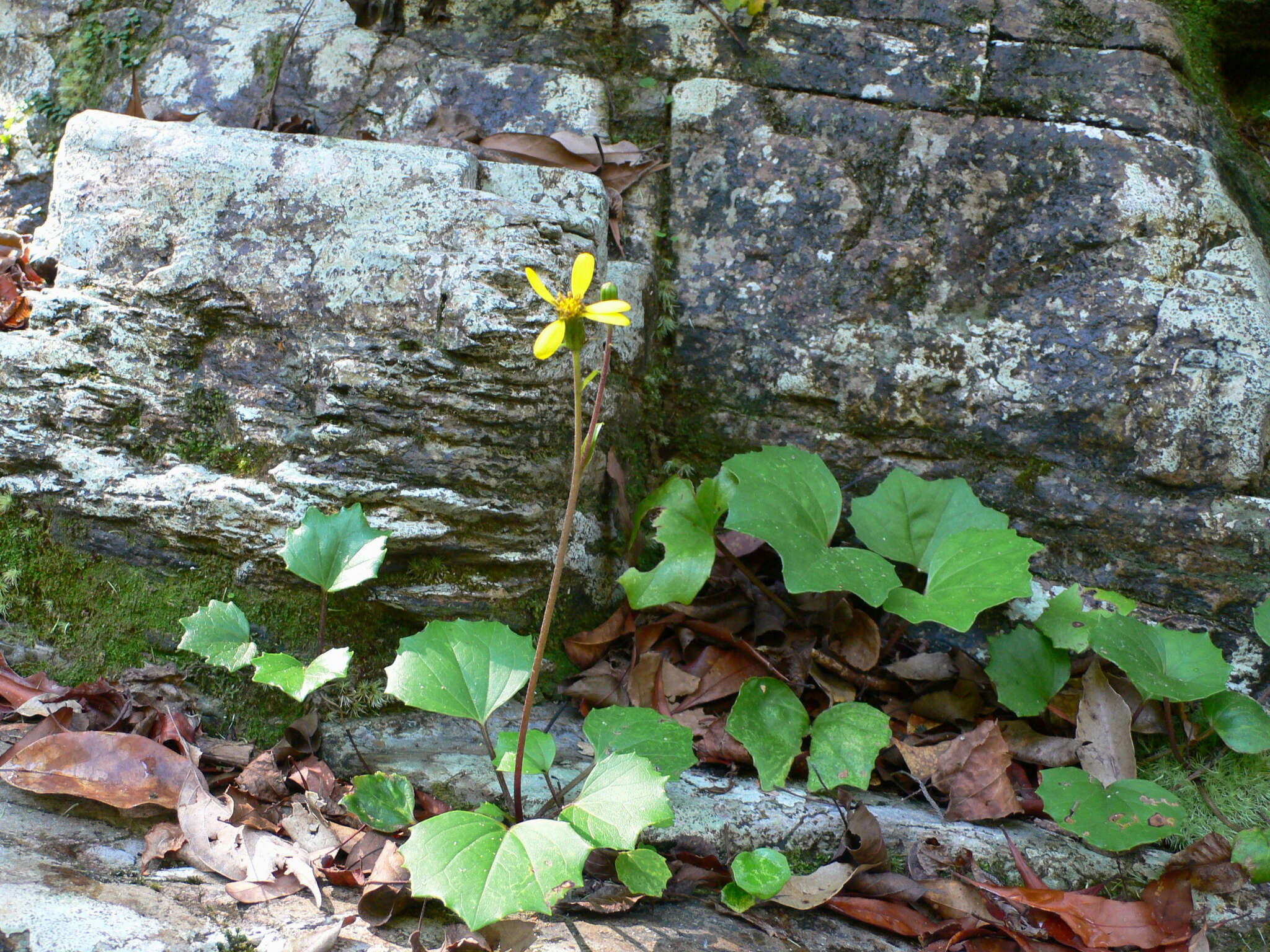 Image of Farfugium japonicum var. luchuense (Masam.) Kitam.