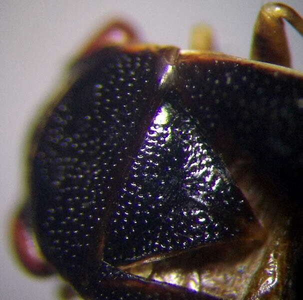 Image of <i>Geocoris dispar</i>