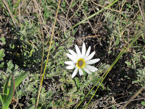 Image of Arctotis pinnatifida Thunb.