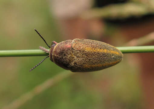 Image of <i>Neojulodis <i>vittipennis</i></i> vittipennis