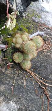 Image of Mammillaria columbiana subsp. yucatanensis (Britton & Rose) D. R. Hunt