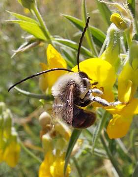 Image of Eucera longicornis (Linnaeus 1758)