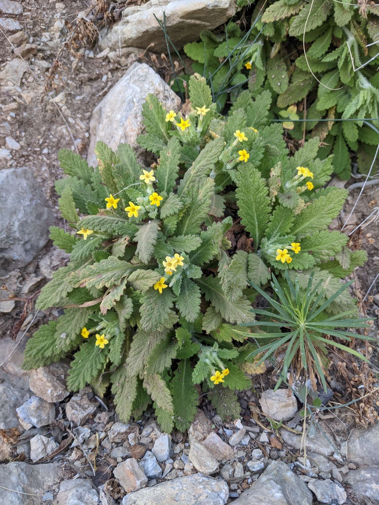 Image of Dionysia mira Wendelbo