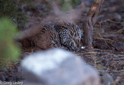 Image of Montezuma and Ocellated Quails