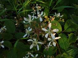 Image of Rubus hylocharis W. C. R. Watson