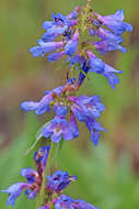 Image of Watson's penstemon