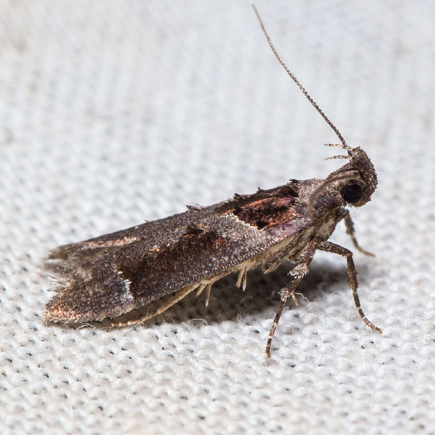 Image de Pseudochelaria scabrella Busck 1913