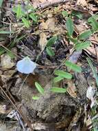 Image of coastal plain dawnflower