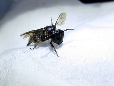 Image of Nude Andrena