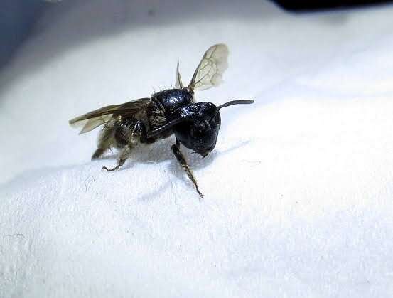 Image of Nude Andrena