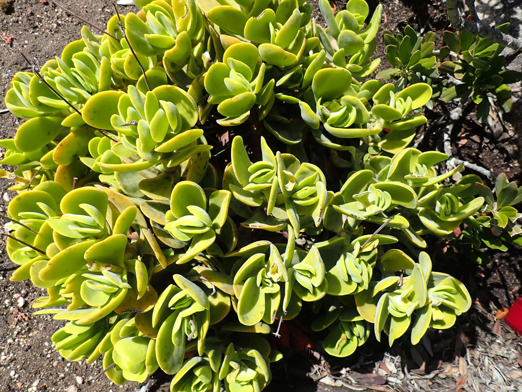 Image of Crassula atropurpurea var. watermeyeri (Compton) Tölken