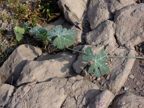 Image of Cucurbita cordata S. Watson