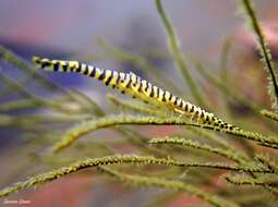 Image of Barred arrow shrimp