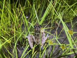 Litoria freycineti Tschudi 1838的圖片