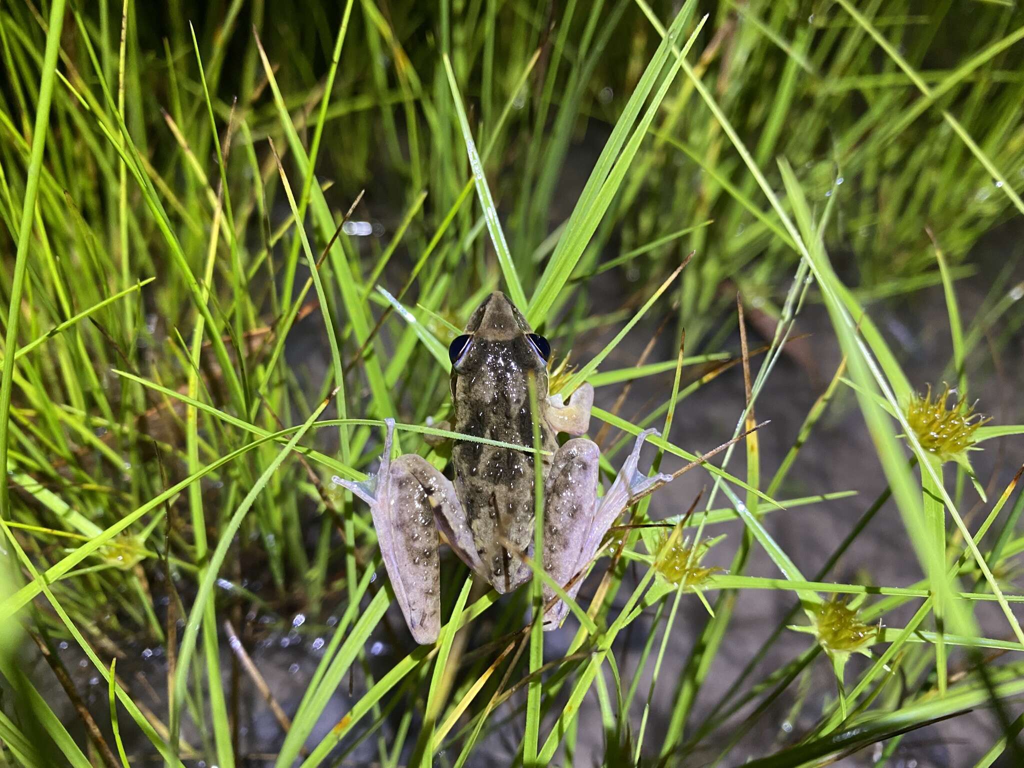 Imagem de Litoria freycineti Tschudi 1838