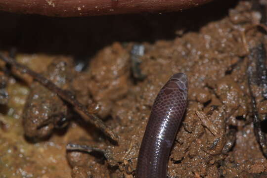 Image of Bourret's Blind Skink