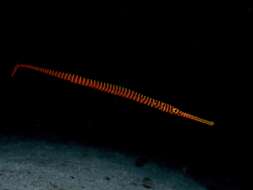 Image of Yellow banded pipefish