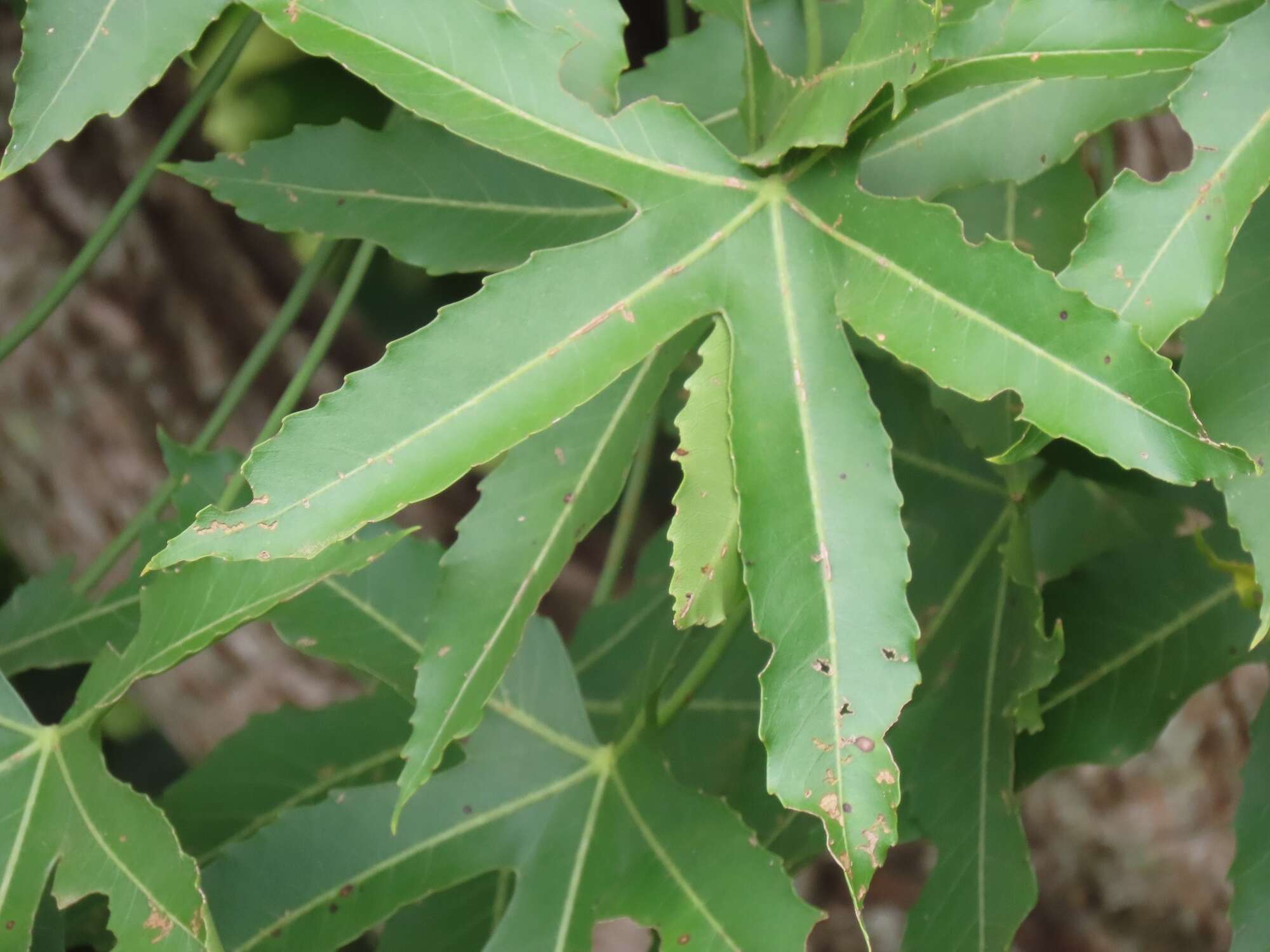 Image of Rock cabbage tree