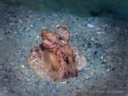 Image of Macrotritopus Grimpe 1922