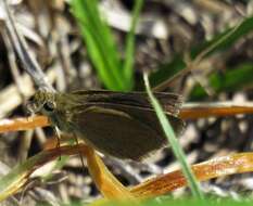 Image of Swarthy Skipper