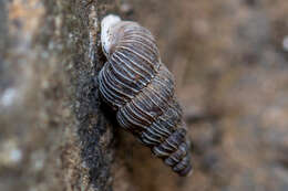 Image of Obscurella bicostulata Gofas 1989