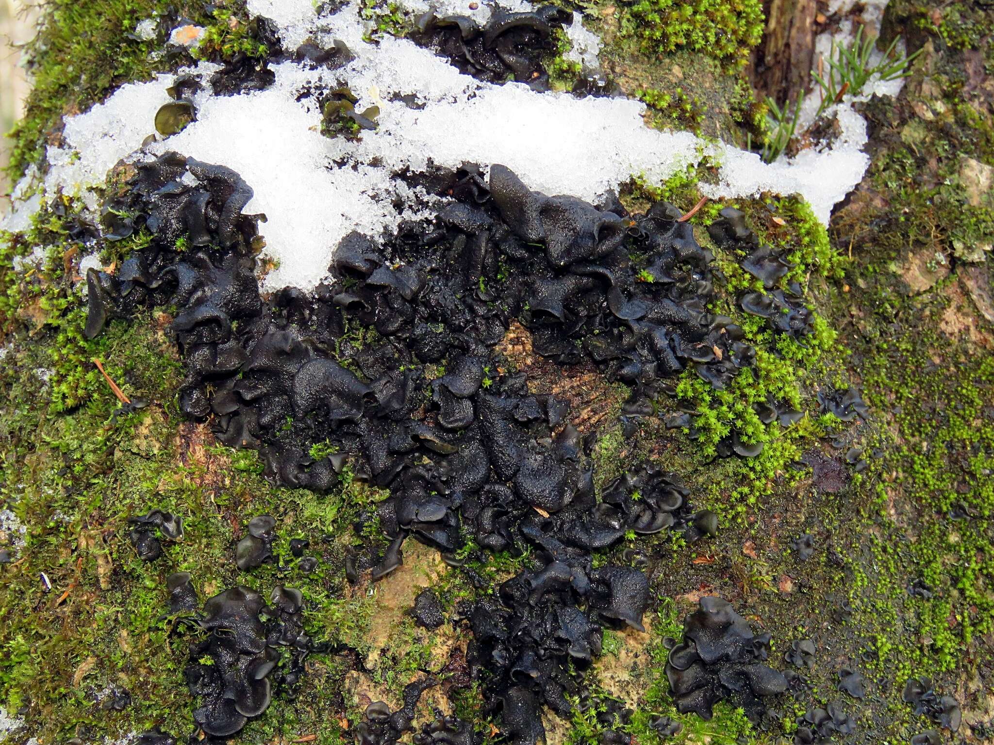 Image of Bearded jellyskin