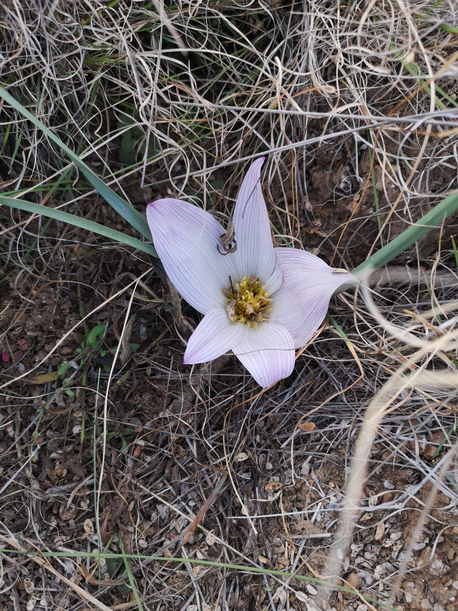 Image of Colchicum melanthioides subsp. melanthioides