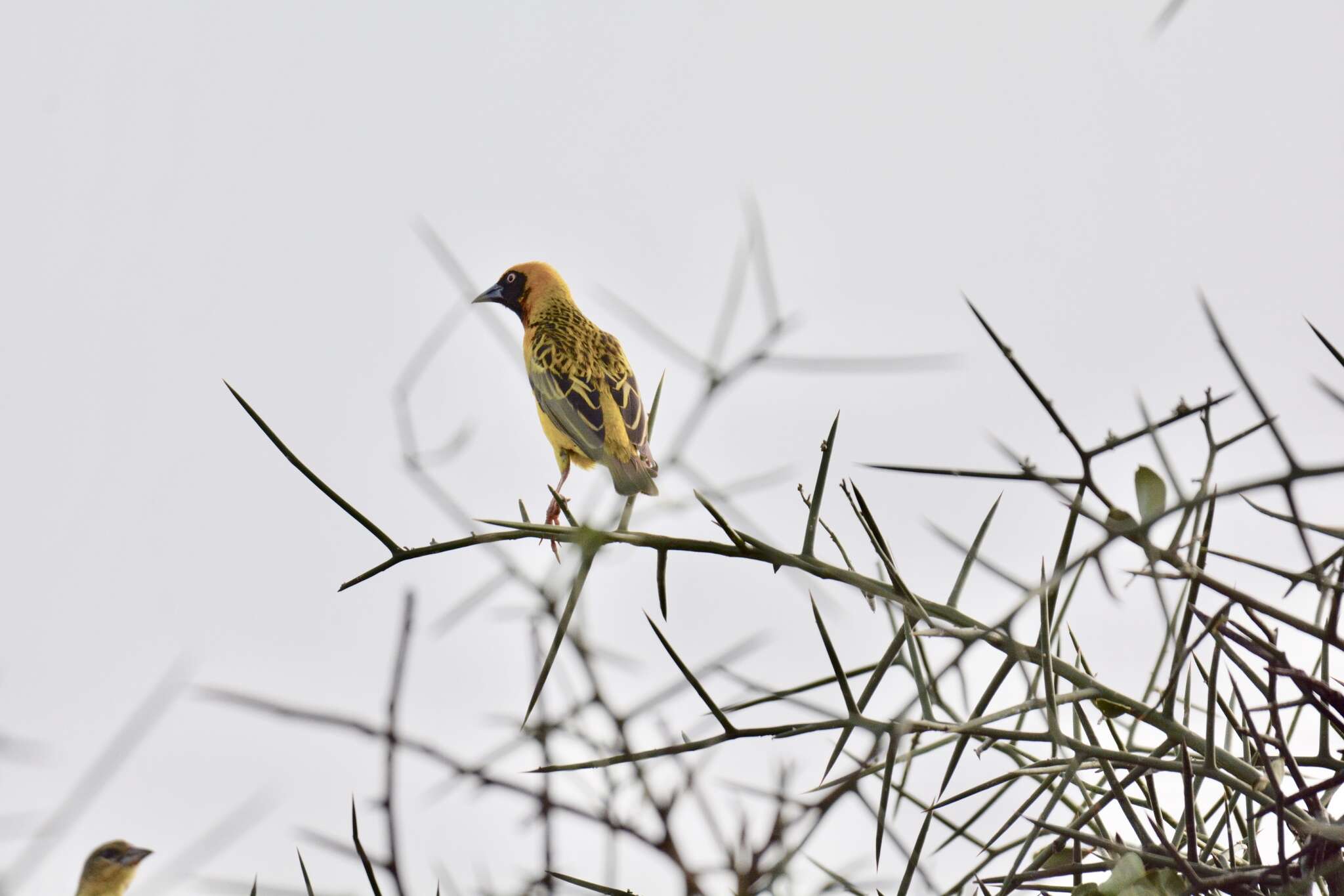 Image of Speke's Weaver