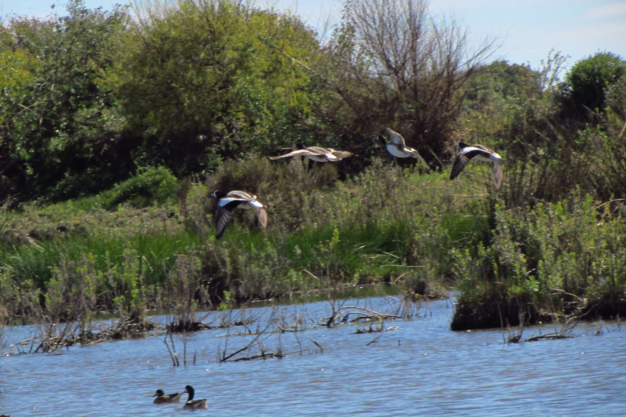 Image of Chiloe Wigeon