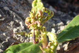 Image of Myoporum thrip