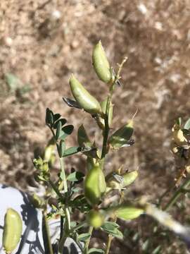 Image of Mokiak milkvetch