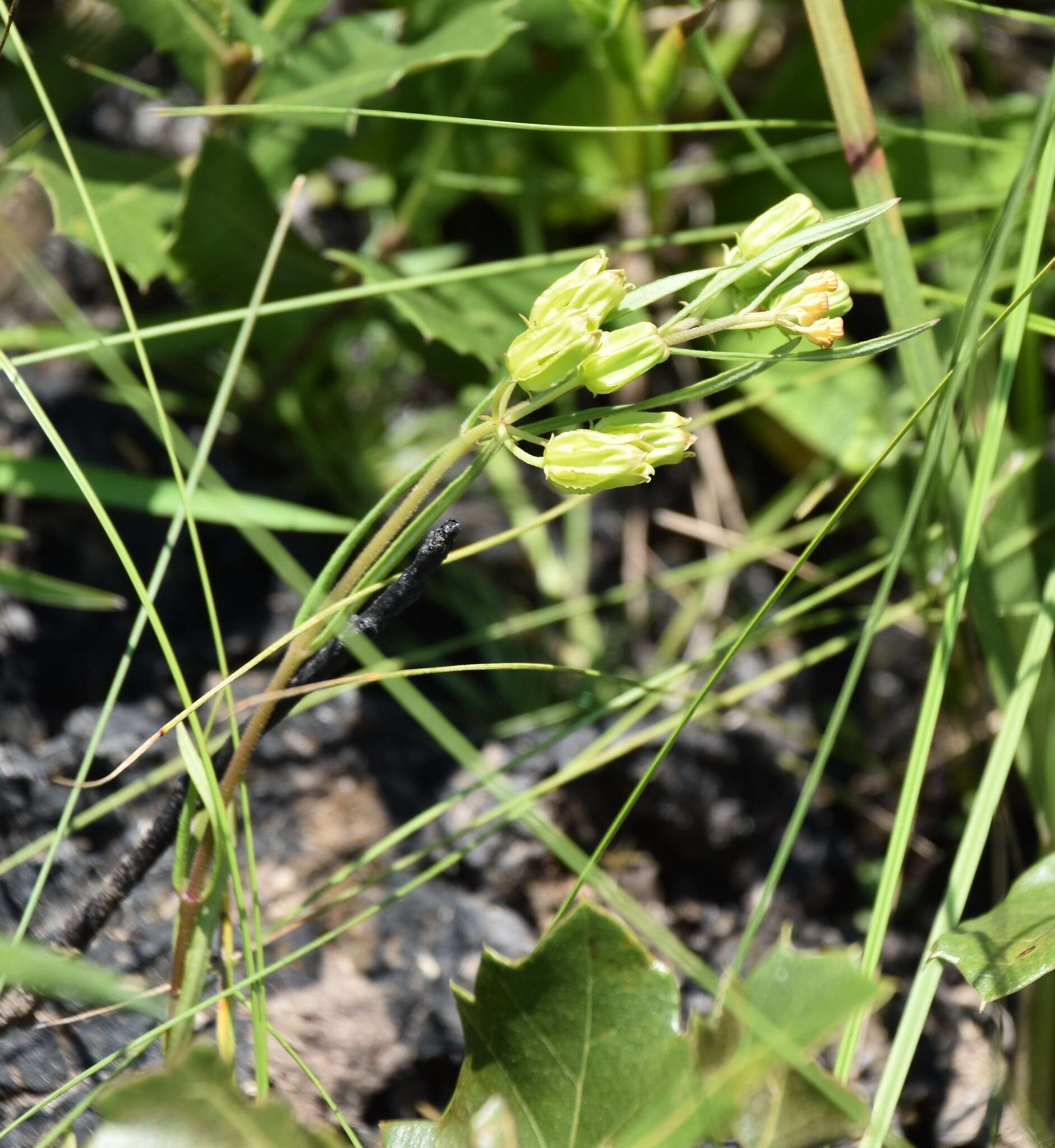 Image of Savannah Milkweed