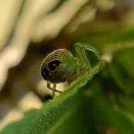 Image of Bijoaraneus praesignis (L. Koch 1872)