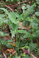 Image of Typhonium brownii Schott
