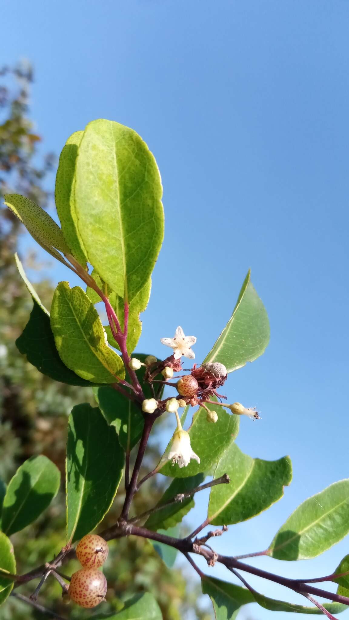 Image of Psorospermum malifolium Baker