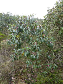 Image of Axinaea macrophylla (Naud.) Triana