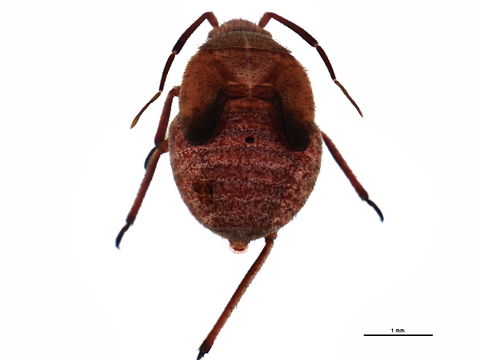 Image of <i>Polymerus basivittis</i> (Reuter 1909)