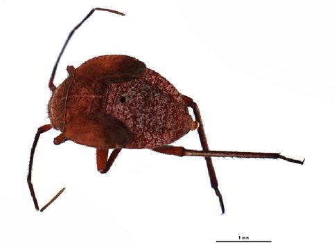 Image of <i>Polymerus basivittis</i> (Reuter 1909)