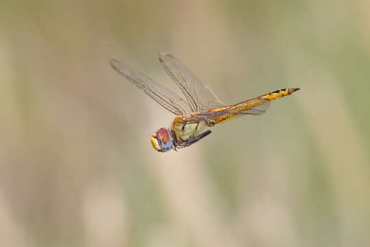 Image of Rainpool Gliders