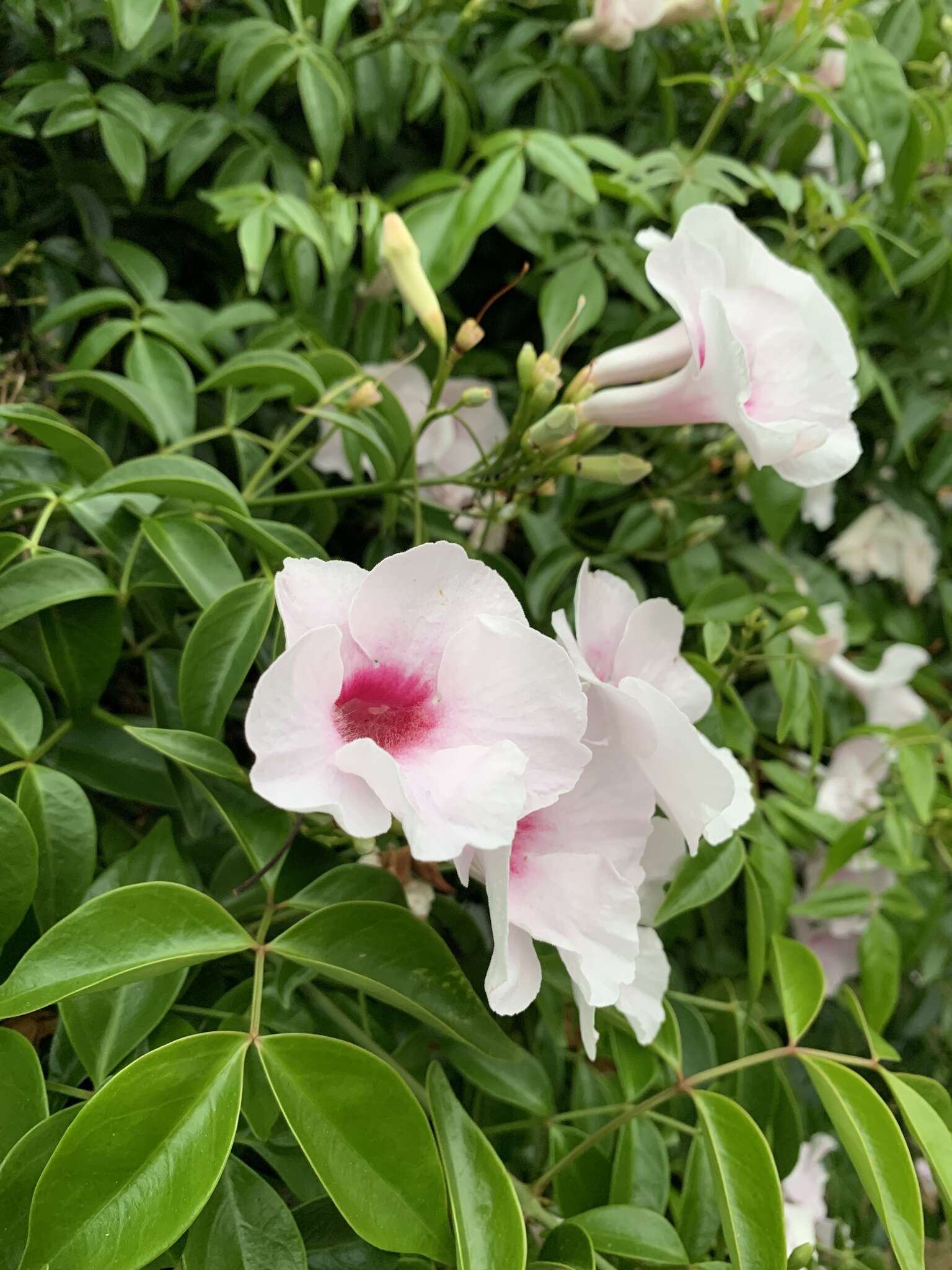 Image de Pandorea jasminoides (Lindl.) Schumann