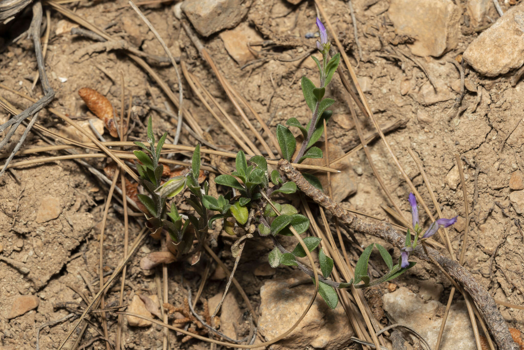 Imagem de Polygala venulosa Sm.