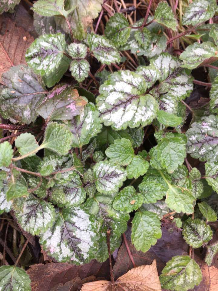 Image of Lamium galeobdolon subsp. argentatum (Smejkal) J. Duvign.