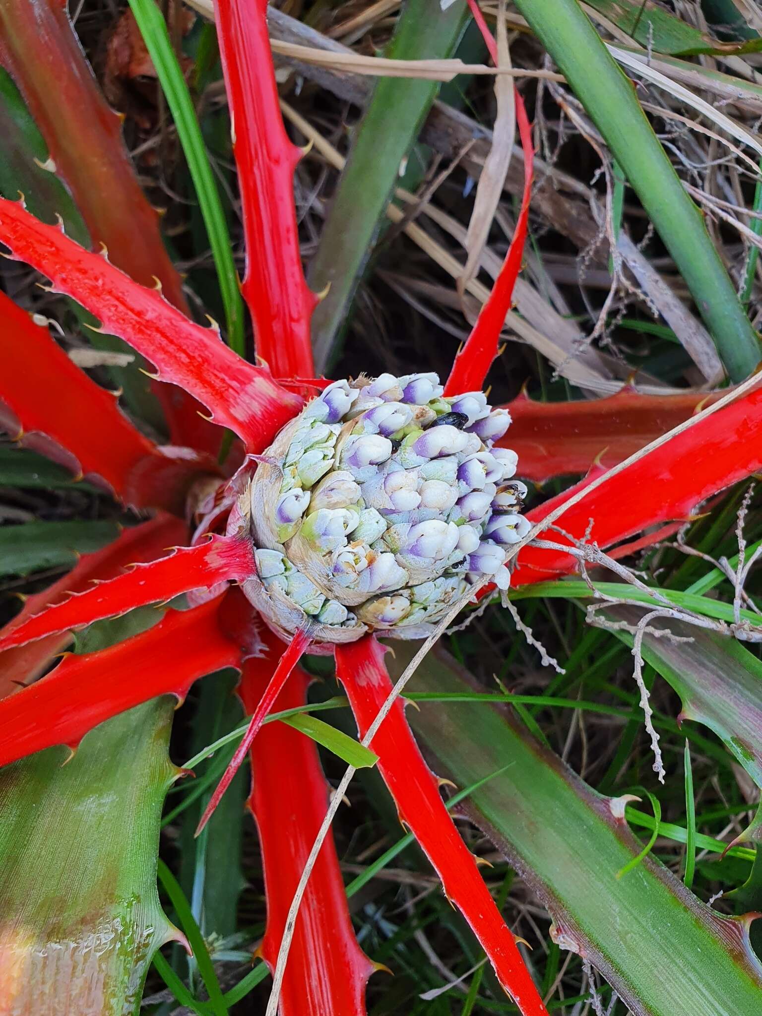 Bromelia serra Griseb.的圖片