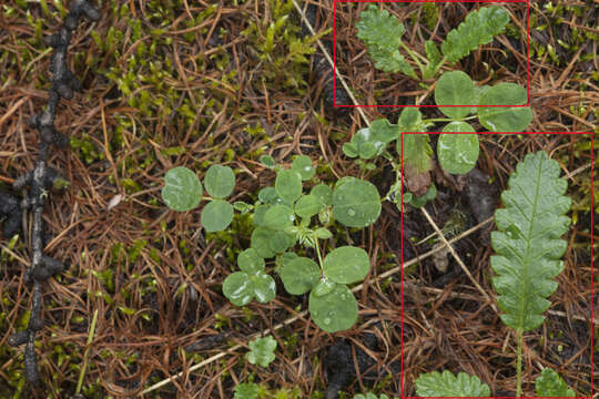 Image of Dryas octopetala subsp. oxyodonta (Juz.) Hult.