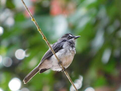 Image of White-browed Forest Flycatcher