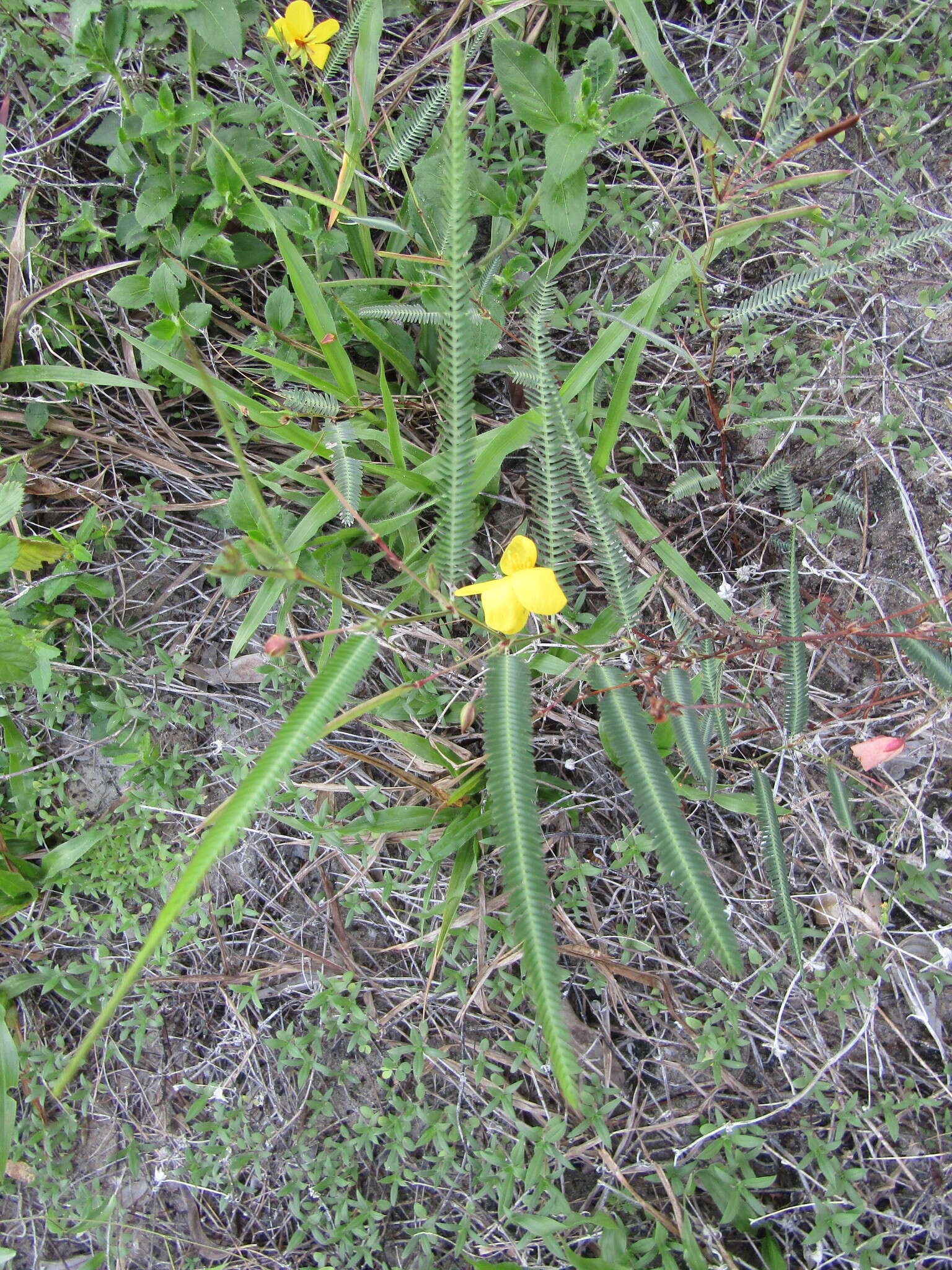 Image of Texas sensitive pea