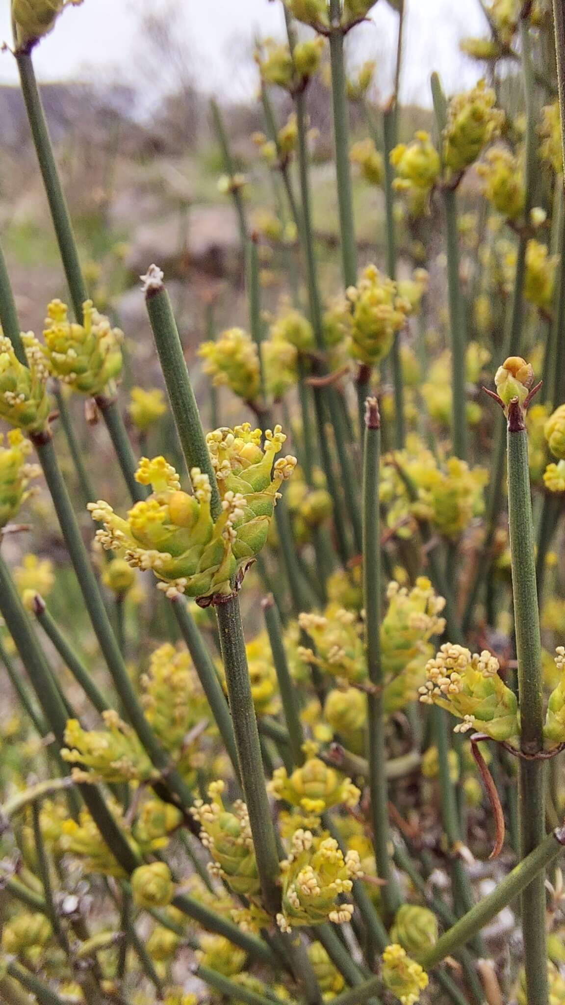 صورة Ephedra chilensis C. Presl