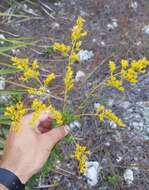 Image de Solidago odora subsp. chapmanii (A. Gray) Semple