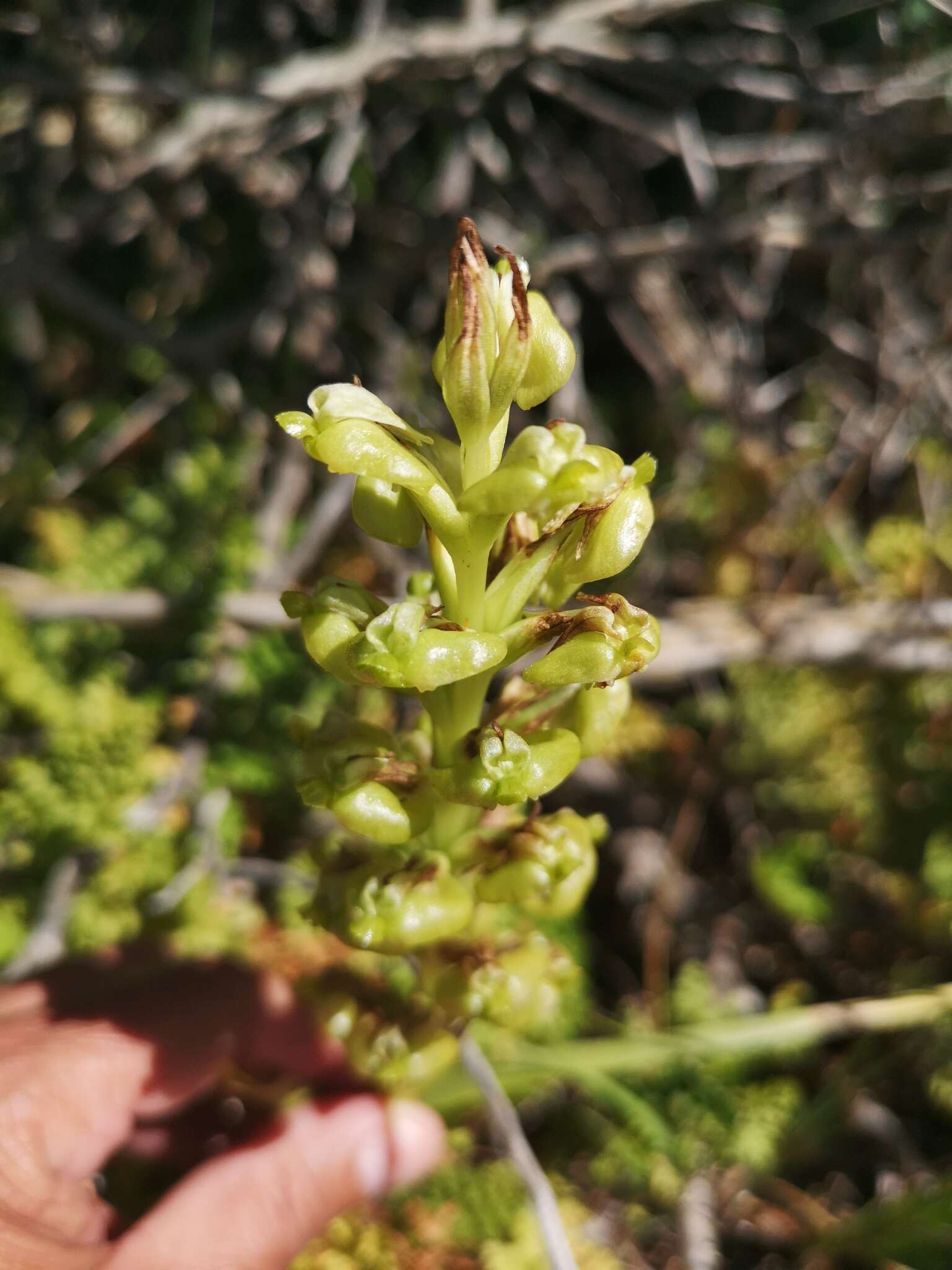 Plancia ëd Pterygodium inversum (Thunb.) Sw.